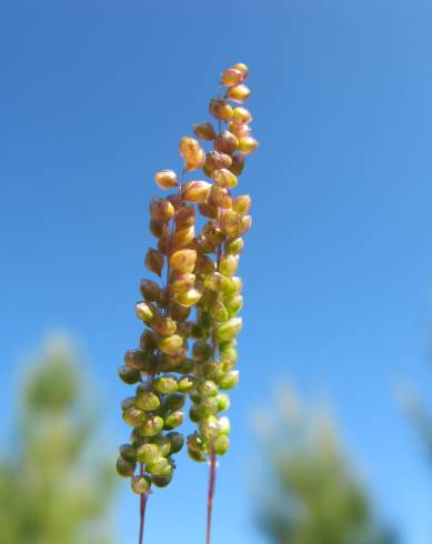 Fotografia de capa Airopsis tenella - do Jardim Botânico