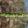 Fotografia 2 da espécie Airopsis tenella do Jardim Botânico UTAD