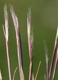 Fotografia da espécie Vulpia fasciculata