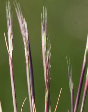 Fotografia 5 da espécie Vulpia fasciculata no Jardim Botânico UTAD