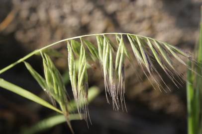 Fotografia da espécie Vulpia fasciculata