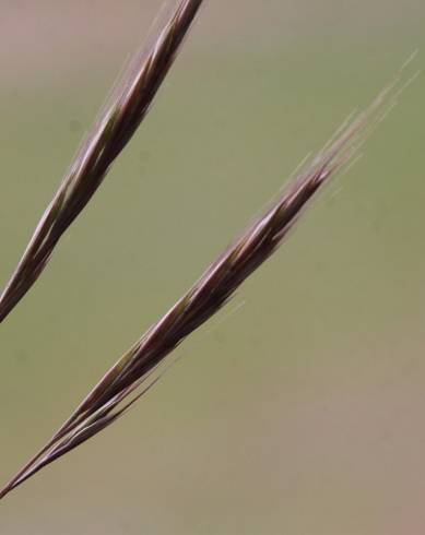 Fotografia de capa Vulpia membranacea - do Jardim Botânico