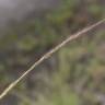 Fotografia 8 da espécie Vulpia myuros do Jardim Botânico UTAD