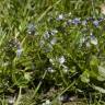 Fotografia 8 da espécie Veronica serpyllifolia subesp. serpyllifolia do Jardim Botânico UTAD