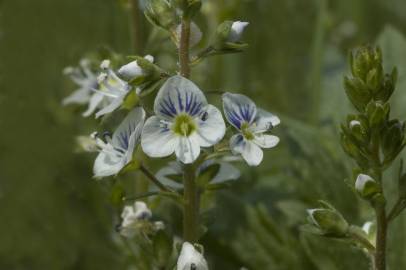 Fotografia da espécie Veronica serpyllifolia subesp. serpyllifolia