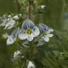 Fotografia 9 da espécie Veronica serpyllifolia subesp. serpyllifolia do Jardim Botânico UTAD