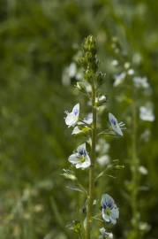 Fotografia da espécie Veronica serpyllifolia subesp. serpyllifolia