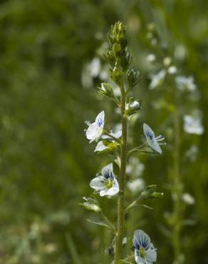 Fotografia 10 da espécie Veronica serpyllifolia subesp. serpyllifolia no Jardim Botânico UTAD