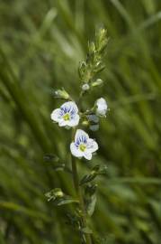 Fotografia da espécie Veronica serpyllifolia subesp. serpyllifolia