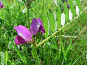 Fotografia da espécie Vicia sativa subesp. nigra