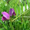 Fotografia 11 da espécie Vicia sativa subesp. nigra do Jardim Botânico UTAD