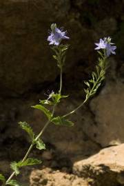 Fotografia da espécie Veronica officinalis