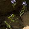 Fotografia 10 da espécie Veronica officinalis do Jardim Botânico UTAD