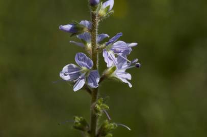 Fotografia da espécie Veronica officinalis