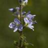 Fotografia 11 da espécie Veronica officinalis do Jardim Botânico UTAD