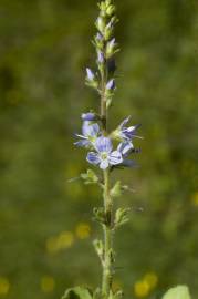 Fotografia da espécie Veronica officinalis