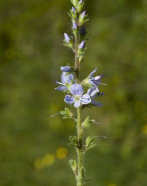 Fotografia 12 da espécie Veronica officinalis no Jardim Botânico UTAD