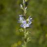 Fotografia 12 da espécie Veronica officinalis do Jardim Botânico UTAD