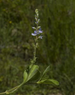 Fotografia 13 da espécie Veronica officinalis no Jardim Botânico UTAD