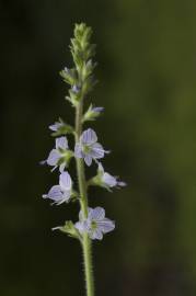 Fotografia da espécie Veronica officinalis