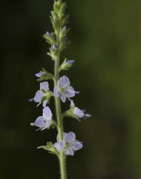 Fotografia 14 da espécie Veronica officinalis no Jardim Botânico UTAD