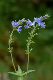 Fotografia da espécie Veronica officinalis