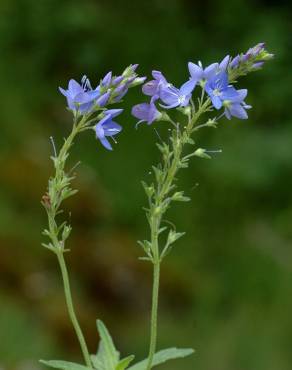 Fotografia 15 da espécie Veronica officinalis no Jardim Botânico UTAD