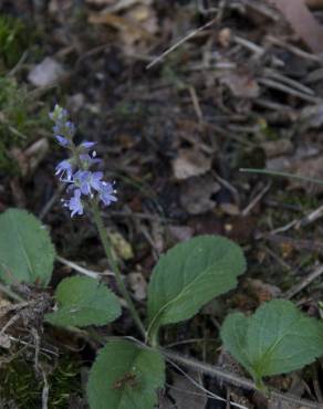 Fotografia 16 da espécie Veronica officinalis no Jardim Botânico UTAD