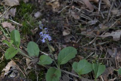 Fotografia da espécie Veronica officinalis