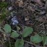 Fotografia 16 da espécie Veronica officinalis do Jardim Botânico UTAD