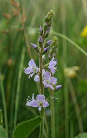 Fotografia da espécie Veronica officinalis