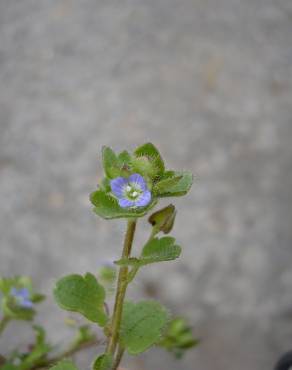 Fotografia 16 da espécie Veronica hederifolia no Jardim Botânico UTAD