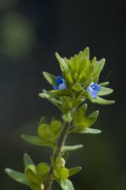 Fotografia da espécie Veronica arvensis