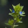 Fotografia 14 da espécie Veronica arvensis do Jardim Botânico UTAD