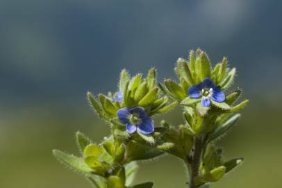 Fotografia da espécie Veronica arvensis