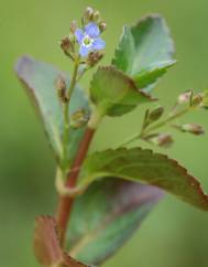 Veronica beccabunga