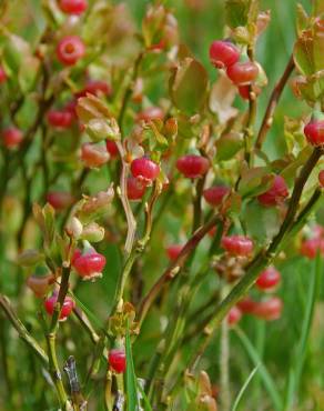 Fotografia 12 da espécie Vaccinium myrtillus no Jardim Botânico UTAD