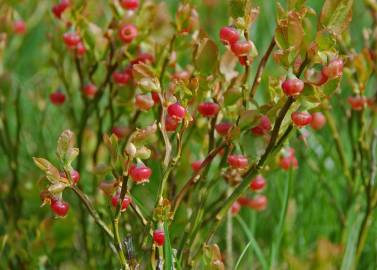 Fotografia da espécie Vaccinium myrtillus