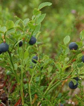 Fotografia 13 da espécie Vaccinium myrtillus no Jardim Botânico UTAD