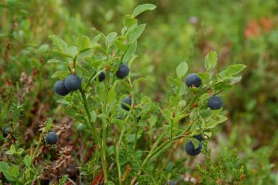 Fotografia da espécie Vaccinium myrtillus