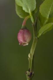 Fotografia da espécie Vaccinium myrtillus