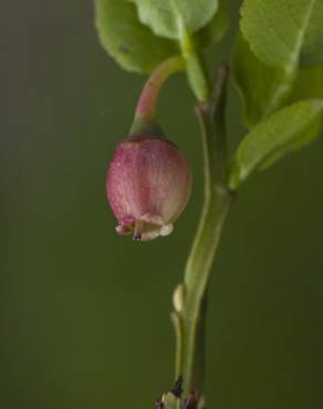 Fotografia 15 da espécie Vaccinium myrtillus no Jardim Botânico UTAD