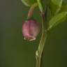 Fotografia 15 da espécie Vaccinium myrtillus do Jardim Botânico UTAD