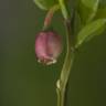 Fotografia 15 da espécie Vaccinium myrtillus do Jardim Botânico UTAD