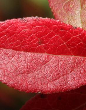 Fotografia 17 da espécie Vaccinium myrtillus no Jardim Botânico UTAD