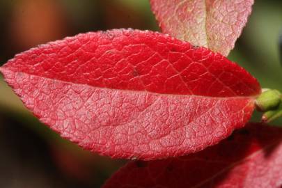 Fotografia da espécie Vaccinium myrtillus