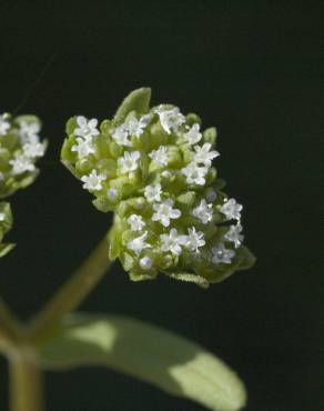 Fotografia 8 da espécie Valerianella carinata no Jardim Botânico UTAD