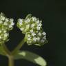 Fotografia 8 da espécie Valerianella carinata do Jardim Botânico UTAD