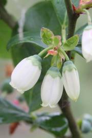 Fotografia da espécie Vaccinium corymbosum