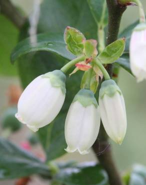 Fotografia 13 da espécie Vaccinium corymbosum no Jardim Botânico UTAD